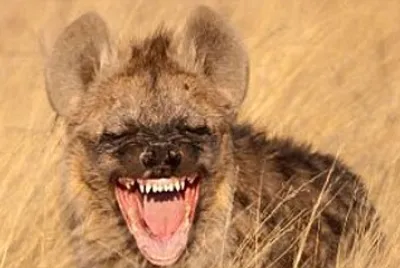 Why Do Hyenas Laugh