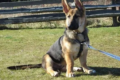 Corman shepherd