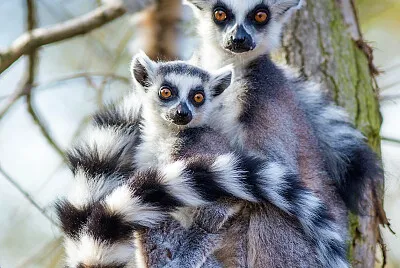 mom #321