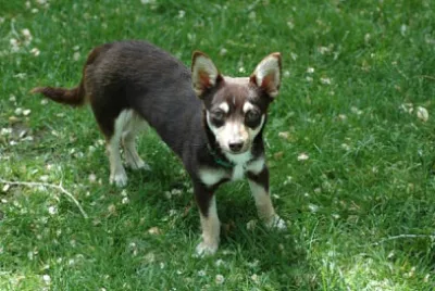 Cohuahua