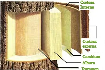 Estructura Madera 1