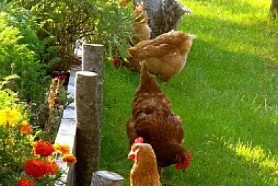 gallinas
