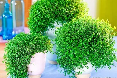 HERBE S jigsaw puzzle