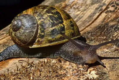 פאזל של ×—×™×œ×–×•×Ÿ