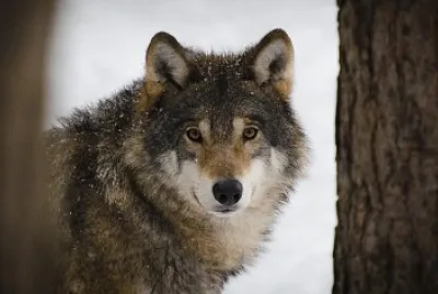 wolf in nova scotia jigsaw puzzle