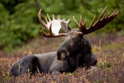 Moose in Canada