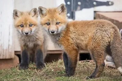 Two young Fox