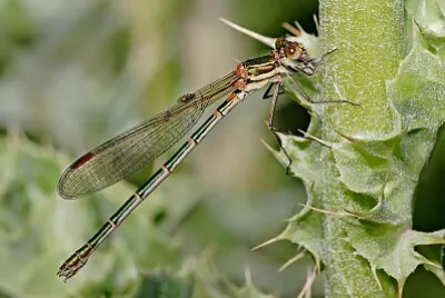 Austrolestes cingulatus