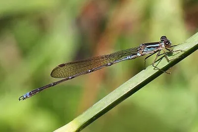 Indolestes gracilis