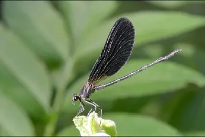 Calopteryx haemorrhoidalis