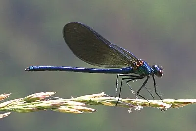 Calopteryx xanthostoma