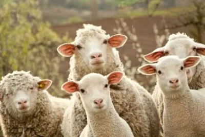 Animales