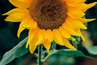 פאזל של Gira sol