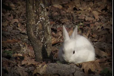 petit lapin