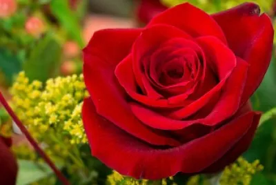 Rosa roja