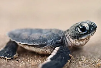 Tortuga