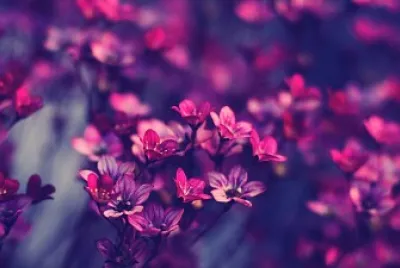 Flores.