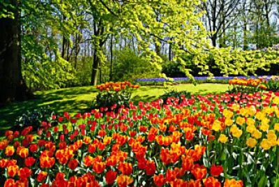 Primavera