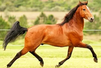 Puro Sangue Lusitano