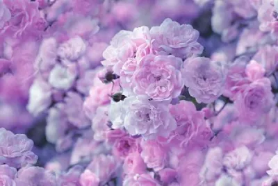 Flores rosas