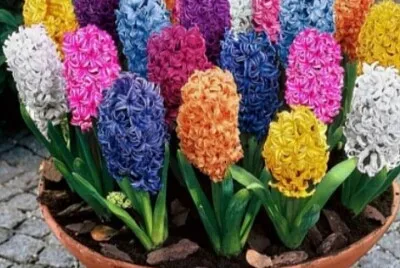 פאזל של CENÃRIO K352