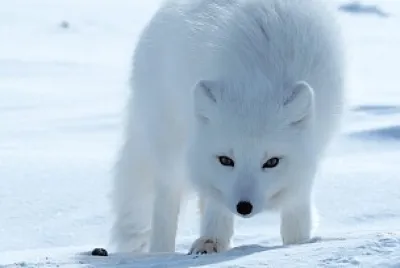 Arctic fox