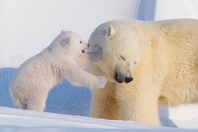 Polar bear jigsaw puzzle
