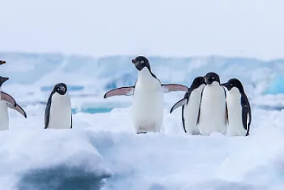 Penguins