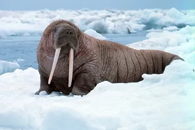 Walrus