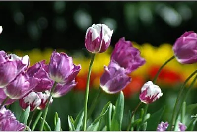 tulipani jigsaw puzzle