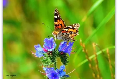 butterfly jigsaw puzzle