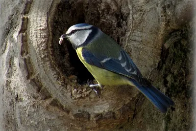 Mésange bleue
