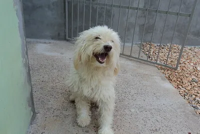 Ã‰ um quebra-cabeÃ§a simples de cachorro.