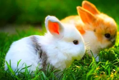 tierno