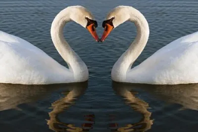 el amor