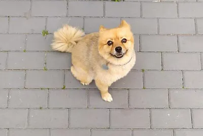 Minnie Sela the mini dog
