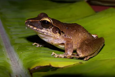 Craugastor raniformis