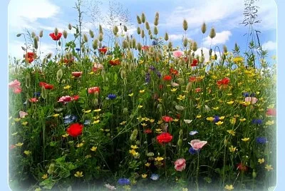 Printemps
