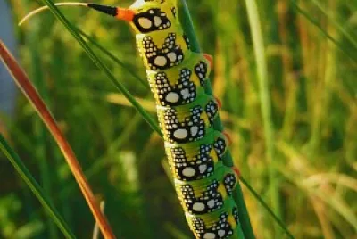 Lagarta