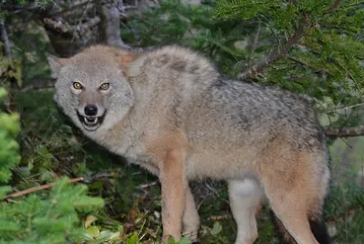Coyotes in Canada 01