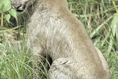Cougar, Canadian