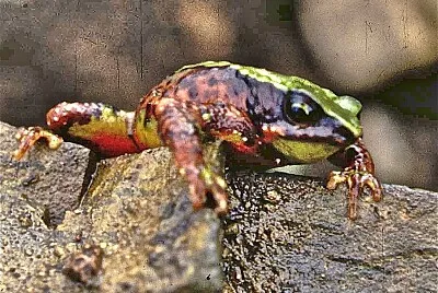 Atelopus arthuri