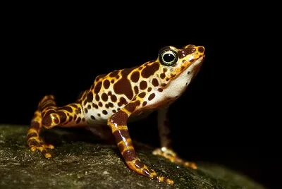 Atelopus certus