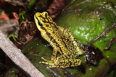 Atelopus cruciger