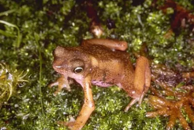 Atelopus flavenscens