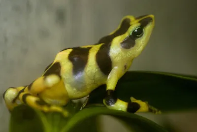 Atelopus varius