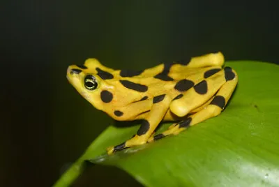 Atelopus zeteki