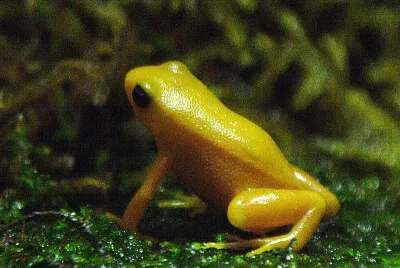 Mantella dorata
