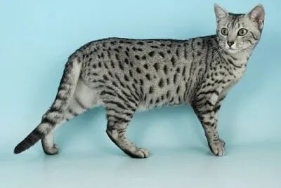 Egyptian mau
