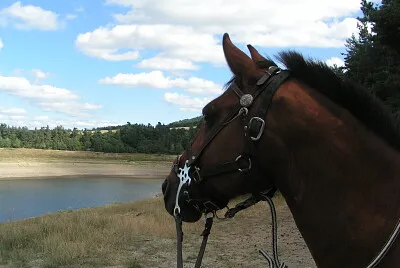 Poney